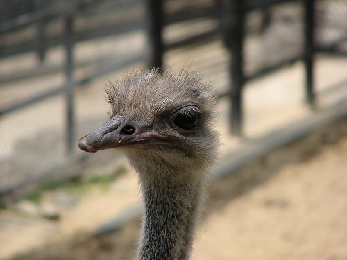 福岡市動物園23