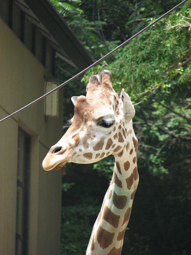 福岡市動物園13
