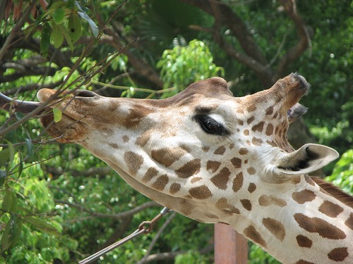 福岡市動物園1