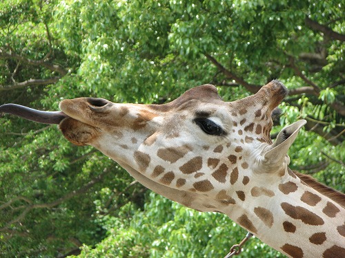 福岡市動物園2