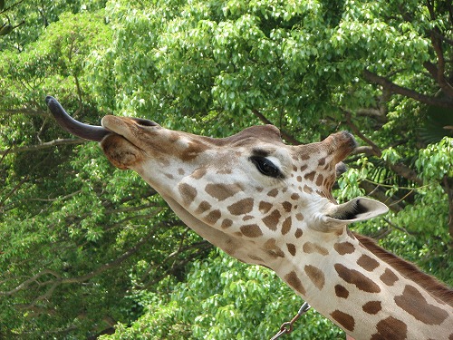 福岡市動物園3