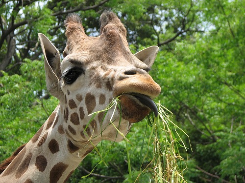 福岡市動物園4