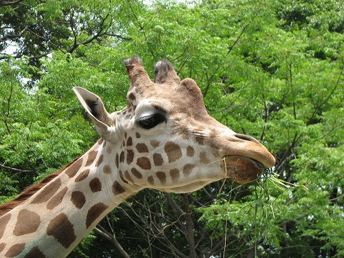 福岡市動物園5