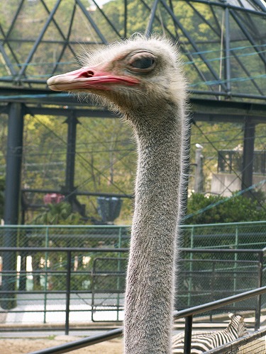 福岡市動物園14
