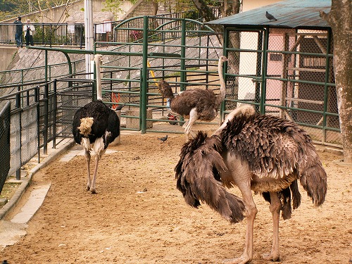 福岡市動物園26