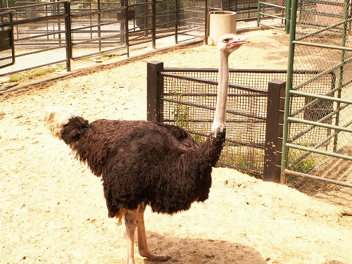 福岡市動物園27