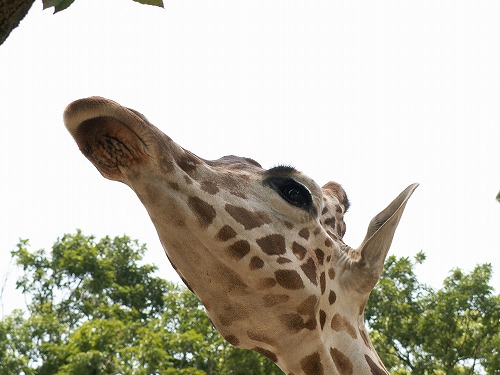 福岡市動物園7