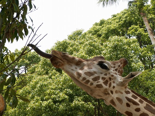 福岡市動物園11