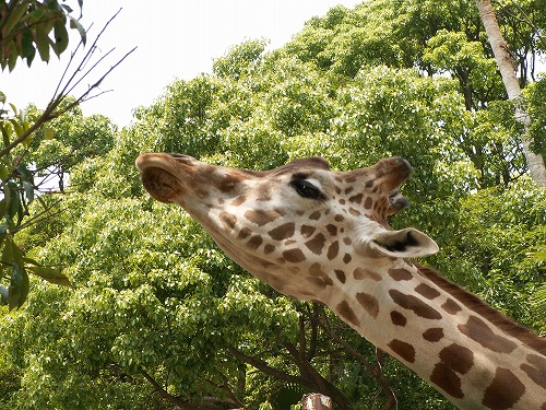 福岡市動物園12