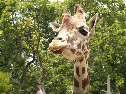 福岡市動物園8