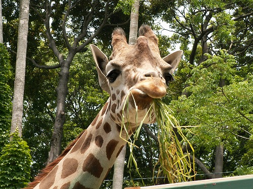 福岡市動物園9