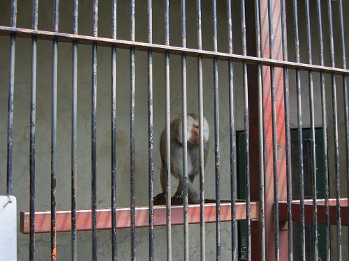 福岡市動物園31
