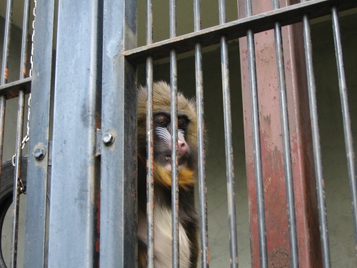 福岡市動物園32