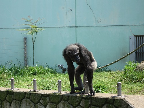 福岡市動物園3