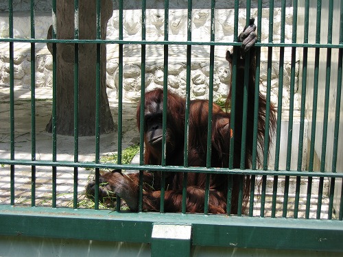 福岡市動物園12
