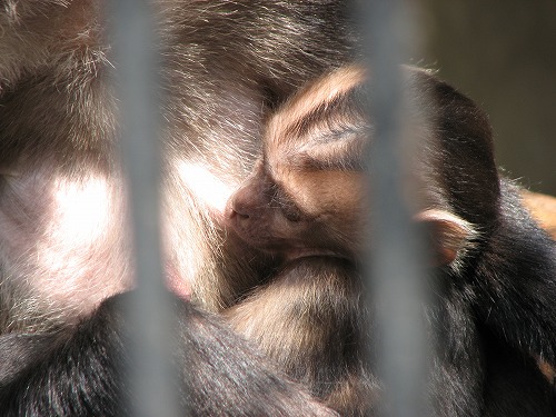 福岡市動物園16