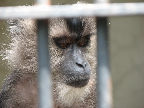 福岡市動物園17