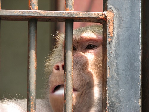 福岡市動物園24
