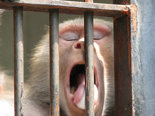 福岡市動物園25