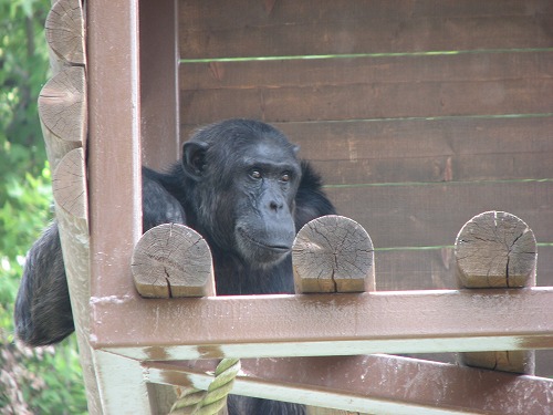 福岡市動物園10