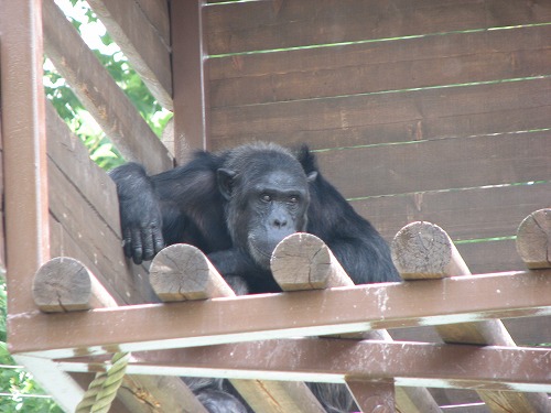 福岡市動物園11