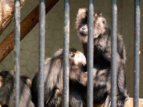 福岡市動物園19