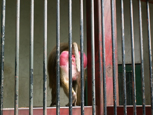 福岡市動物園20