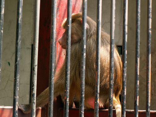 福岡市動物園21