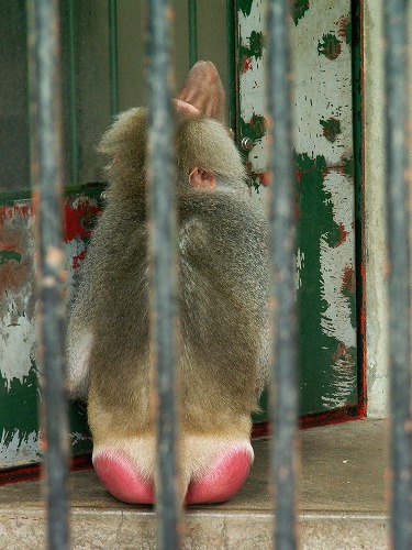 福岡市動物園22