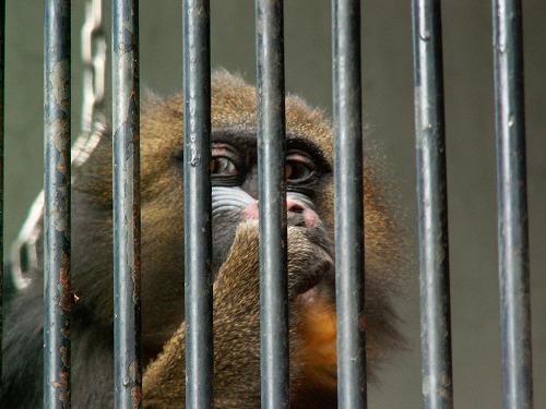 福岡市動物園35