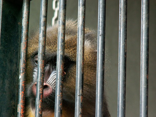 福岡市動物園34