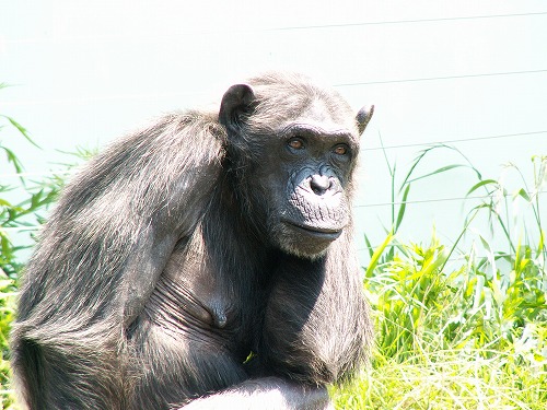 福岡市動物園4