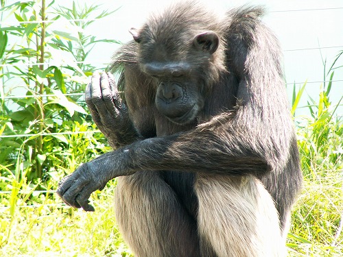 福岡市動物園5