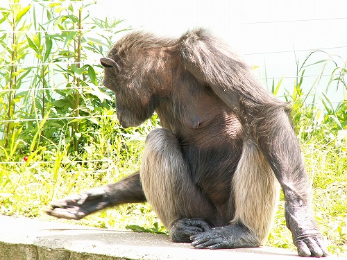 福岡市動物園6