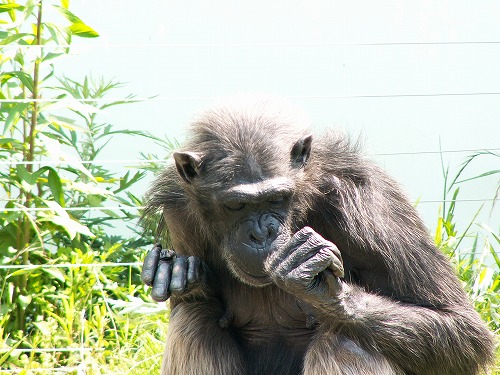 福岡市動物園7