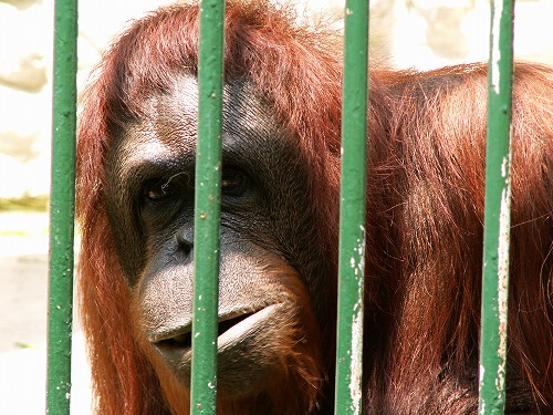 福岡市動物園14