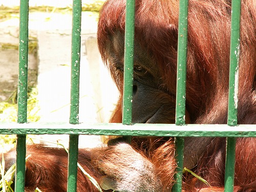 福岡市動物園15