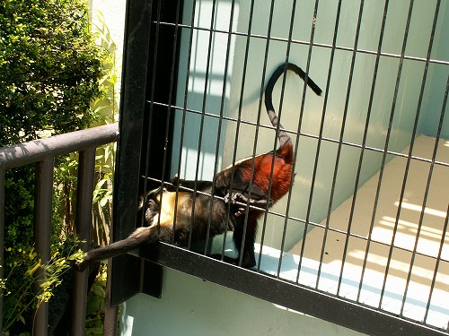 福岡市動物園36