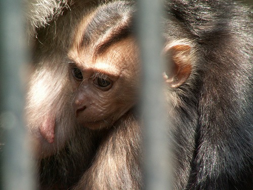 福岡市動物園29