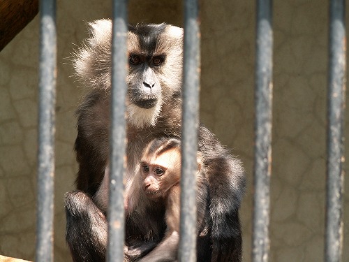 福岡市動物園28