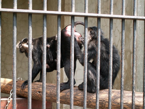 福岡市動物園30