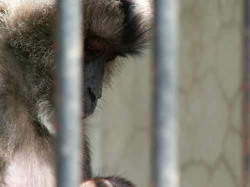 福岡市動物園33