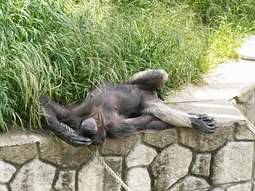 福岡市動物園8