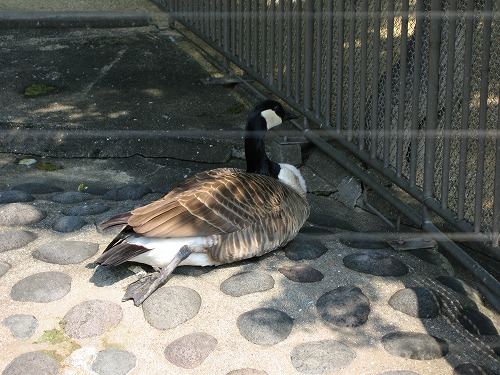 福岡市動物園26