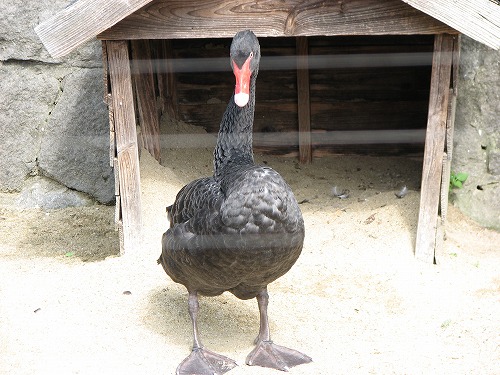 福岡市動物園9
