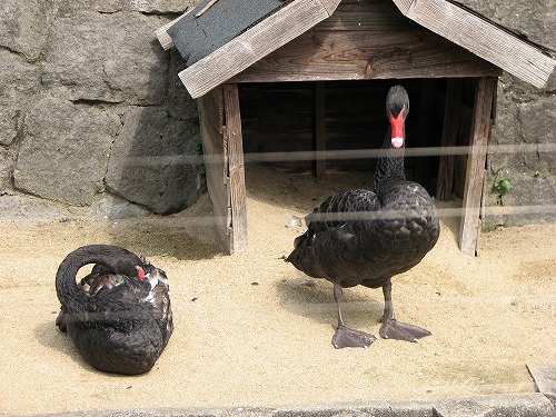 福岡市動物園7