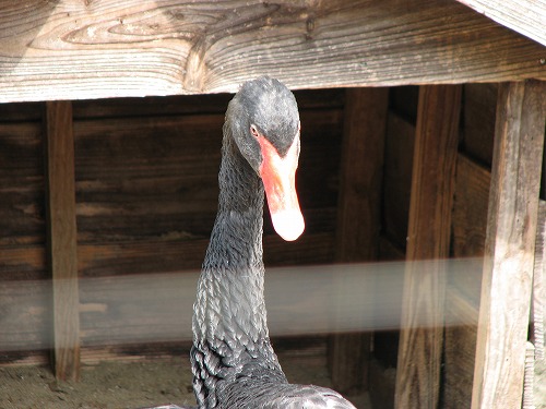 福岡市動物園8