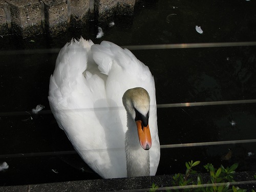 福岡市動物園4