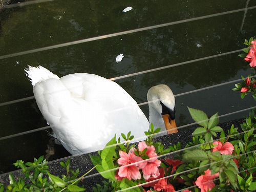 福岡市動物園5