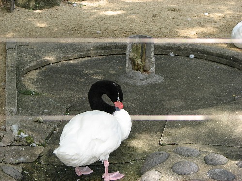 福岡市動物園13